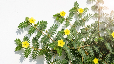 Ανακαλύψτε τη χαρά της ζωής με το Tribulus terrestris