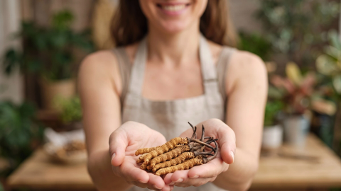 Το Cordyceps sinensis με τον απίστευτο κύκλο ζωής του